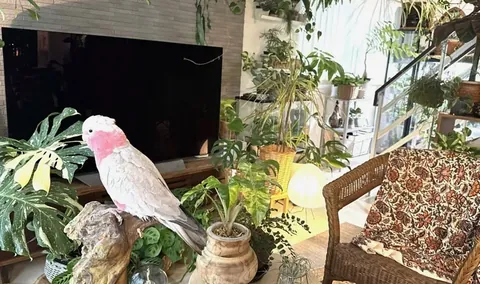 空間づくりの達人たち⑥｜わが家は小さな熱帯。植物と動物が共存するアーバンジャングルができるまで