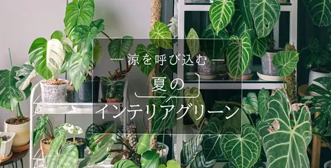 涼を呼び込む夏のインテリアグリーン