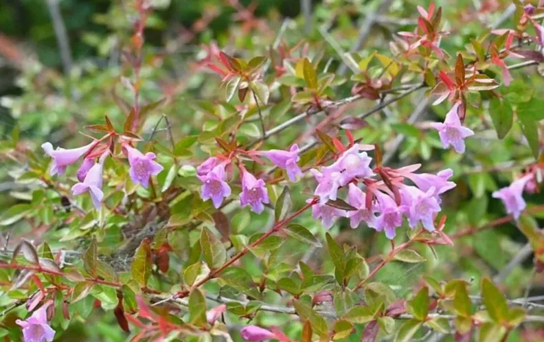 アベリアってどんな花？その魅力と育て方、花あしらいの楽しみ方
