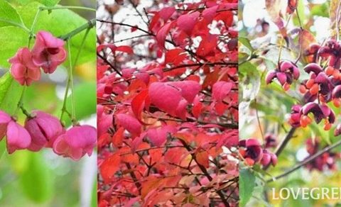 ニシキギ・ツリバナ・マユミ｜実と紅葉が美しい庭木
