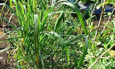6 レモングラスの育て方|日々の手入れ、収穫、冬越し、使い方 2025.05.19 #家庭菜園・ハーブ