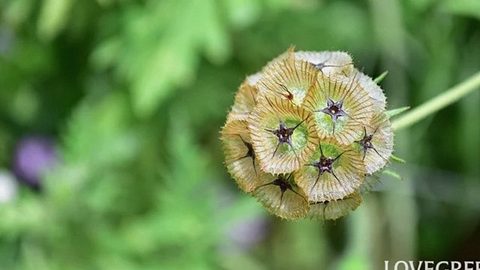 種の形がかわいい！スカビオサ・ドラムスティック｜ドライフラワーにもなる花