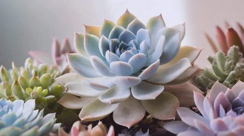 多肉植物