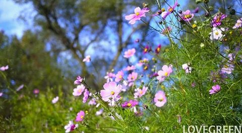 3 秋に咲く花一覧｜日本の秋を彩る花51種をご紹介 2025.09.15 #花と暮らす