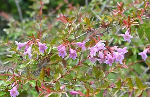 アベリアってどんな花？その魅力と育て方、花あしらいの楽しみ方