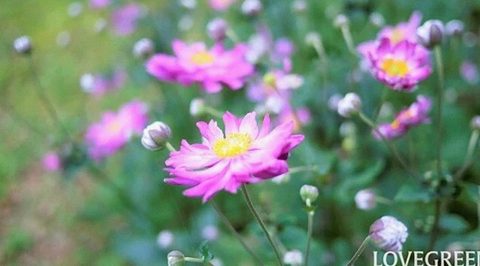 7 秋に植える花おすすめ25種｜多年草・球根・鉢植えで楽しめる種類 2022.08.22 #花と暮らす