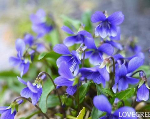 8 手間いらずで毎年咲く花一覧｜初心者にもおすすめの品種 2025.12.18 #花と暮らす