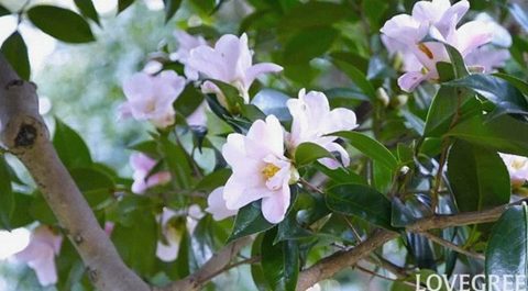 9 冬に咲く花一覧｜日本の冬を明るく彩る花46種をご紹介 2023.11.22 #花と暮らす