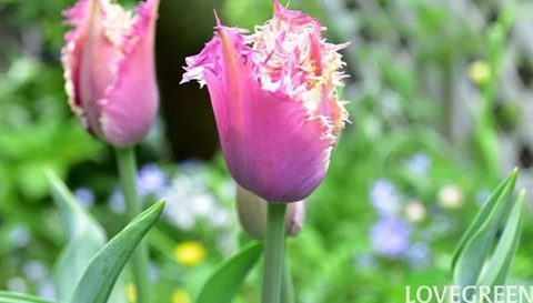 7 チューリップの球根を植える時期は？｜秋植え球根の植え付けカレンダー 2024.10.25 #DIY・ガーデニング