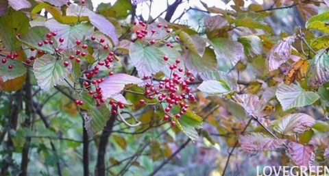 10月の庭｜秋に咲く花と実、紅葉が美しい庭木と秋の庭仕事