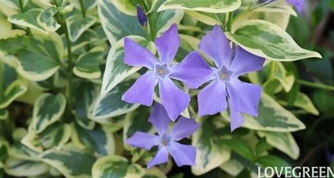 3 植えてよかった！おすすめのグランドカバー28選 2023.09.25 #DIY・ガーデニング