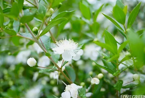 10 常緑低木一覧｜イングリッシュガーデン向けの木や花が咲く種類 2025.05.21 #DIY・ガーデニング