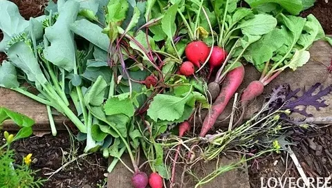5 秋冬野菜35選|家庭菜園におすすめの野菜と育て方のコツ 2022.08.31 #家庭菜園・ハーブ