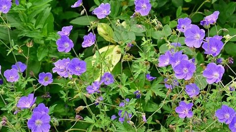 6 宿根草・多年草おすすめ45選｜植えてよかった種類とお手入れ方法 2025.01.23 #DIY・ガーデニング