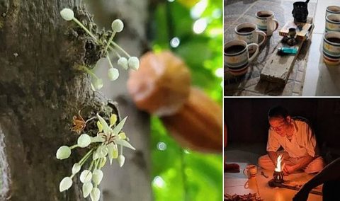 10 アマゾンに伝わる神聖な儀式「カカオセレモニー」|植物研究家・緑川誠の世界の文化と植物をめぐる旅 第2回 2024.10.25 #連載