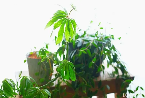 観葉植物のある暮らし｜みずみずしい風を呼ぶインドアグリーンの魅力