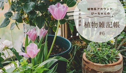 2 豊かな暮らしを育てたいなら、チューリップを育ててみよう【みどり連載 vol.6】 2024.11.19 #連載