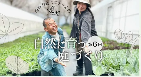 秋の庭を彩るグラス植物の魅力｜自然に育つ庭づくり【9月】