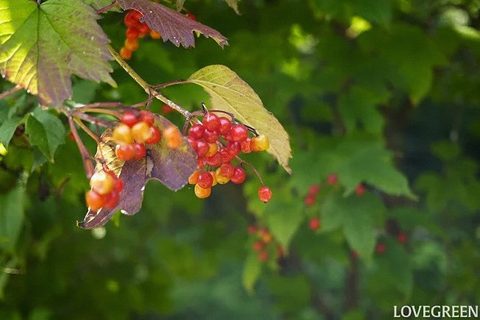 9月の庭で咲く花・花木と秋支度の庭仕事
