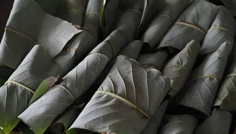 9 爽やかな香りが食欲をそそる『朴葉寿司』|植物研究家・緑川誠の日本の暮らしと身近な野の草花② 2024.11.20 #連載