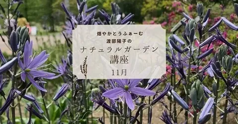 7 秋の庭しごと|宿根草の剪定と秋植え球根【中村葉子さん連載11月編】 2025.11.10 #連載