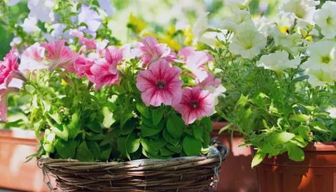 草花