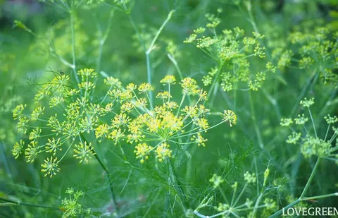 甘く爽やかに香るハーブ「フェンネル」｜魅力・レシピ・育て方・花言葉まで