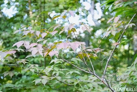 5 寒露とは？2026年はいつ？季節の花・食べ物・言葉｜二十四節気のある暮らし 2026.08.10 #暮らし・インテリア