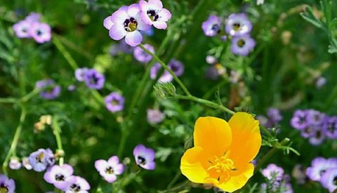 6 秋は種まきの季節！ばらまくだけで咲く、秋まきで春に花が楽しめる品種 2024.07.24 #DIY・ガーデニング